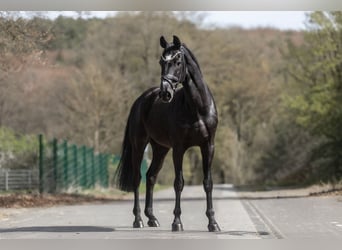 KWPN, Gelding, 13 years, 17 hh, Black