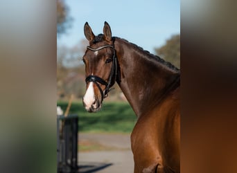 KWPN, Gelding, 13 years, 17 hh, Brown