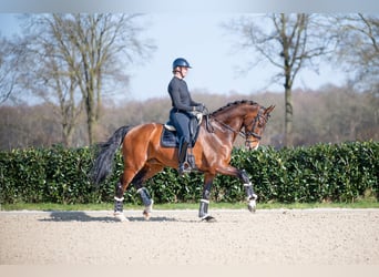 KWPN, Gelding, 13 years, 17 hh, Brown
