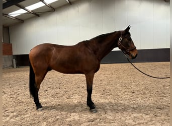 KWPN, Gelding, 13 years, 17 hh, Brown