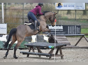 KWPN, Gelding, 13 years, 17 hh, Brown