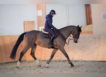 KWPN, Gelding, 13 years, 17 hh, Brown