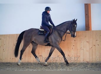 KWPN, Gelding, 13 years, 17 hh, Brown
