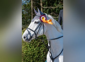 KWPN, Gelding, 13 years, 17 hh, Grey