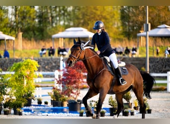 KWPN, Gelding, 13 years, Brown