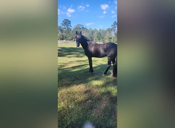 KWPN, Gelding, 14 years, 15 hh, Black