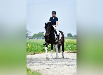KWPN Mix, Gelding, 14 years, 15 hh, Pinto