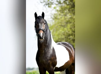 KWPN Mix, Gelding, 14 years, 15 hh, Pinto