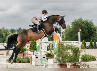 KWPN, Gelding, 14 years, 16.1 hh, Bay