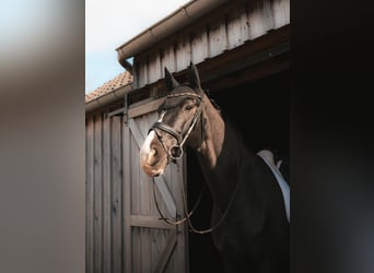 KWPN, Gelding, 14 years, 16.1 hh, Black