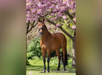 KWPN, Gelding, 14 years, 16.1 hh, Brown