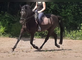 KWPN, Gelding, 14 years, 16.1 hh, Smoky-Black