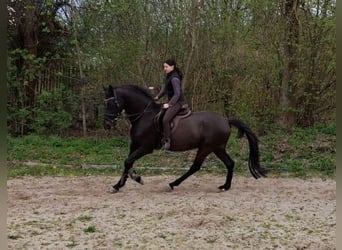 KWPN, Gelding, 14 years, 16.1 hh, Smoky-Black