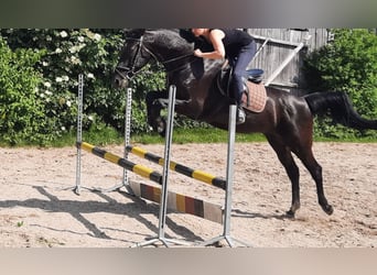 KWPN, Gelding, 14 years, 16.1 hh, Smoky-Black