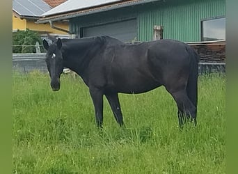 KWPN, Gelding, 14 years, 16.1 hh, Smoky-Black