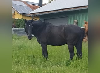 KWPN, Gelding, 14 years, 16.1 hh, Smoky-Black