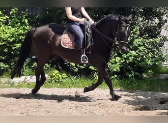 KWPN, Gelding, 14 years, 16.1 hh, Smoky-Black