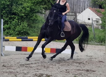 KWPN, Gelding, 14 years, 16.1 hh, Smoky-Black