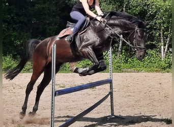 KWPN, Gelding, 14 years, 16.1 hh, Smoky-Black
