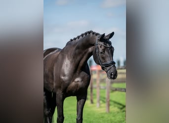 KWPN, Gelding, 14 years, 16.2 hh, Black