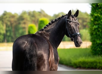 KWPN, Gelding, 14 years, 16.2 hh, Black