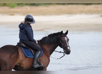 KWPN, Gelding, 14 years, 16 hh, Bay-Dark