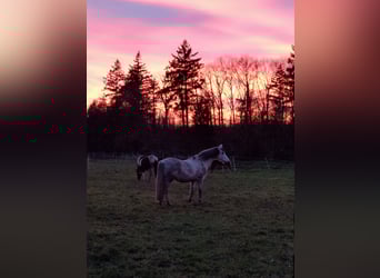 KWPN Mix, Gelding, 14 years, 16 hh, Grey-Dapple