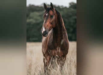 KWPN, Gelding, 14 years, 16,1 hh, Bay-Dark