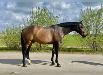 KWPN, Gelding, 14 years, 16,1 hh, Bay