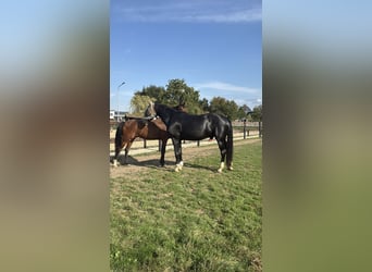 KWPN, Gelding, 14 years, 16,1 hh, Black