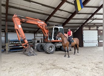 KWPN, Gelding, 14 years, 16,1 hh, Brown