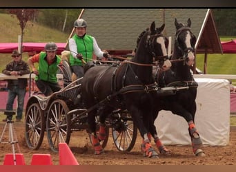 KWPN, Gelding, 14 years, 16,2 hh, Black