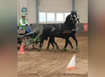KWPN, Gelding, 14 years, 16,2 hh, Black