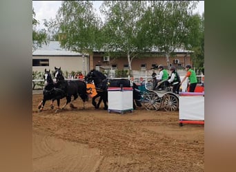 KWPN, Gelding, 14 years, 16,2 hh, Black