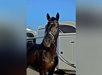 KWPN, Gelding, 14 years, 16,2 hh, Black