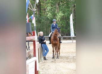 KWPN, Gelding, 14 years, 16,2 hh, Chestnut-Red