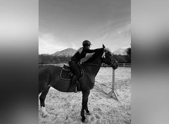 KWPN, Gelding, 14 years, 17,2 hh, Bay