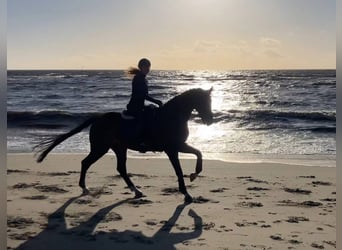 KWPN, Gelding, 14 years, 17 hh, Bay-Dark