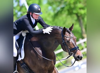 KWPN, Gelding, 14 years, 17 hh, Bay-Dark