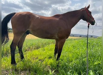 KWPN, Gelding, 14 years, 17 hh, Brown-Light