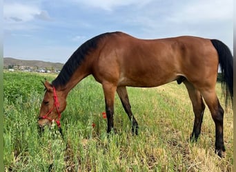 KWPN, Gelding, 14 years, 17 hh, Brown-Light