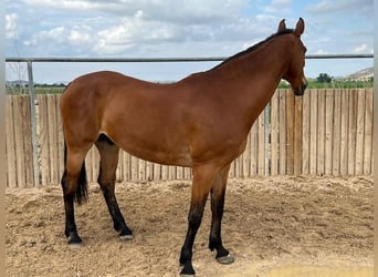 KWPN, Gelding, 14 years, 17 hh, Brown-Light