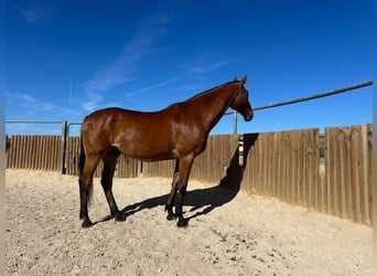 KWPN, Gelding, 14 years, 17 hh, Brown-Light