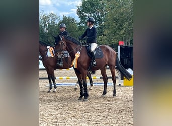 KWPN, Gelding, 14 years, 17 hh, Brown