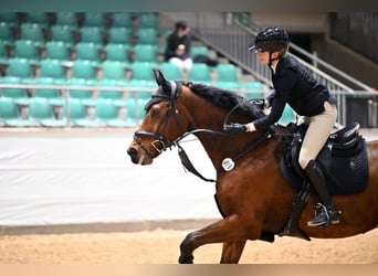 KWPN, Gelding, 14 years, 17 hh, Brown