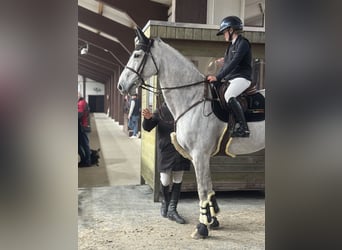 KWPN, Gelding, 14 years, 17,2 hh, Grey