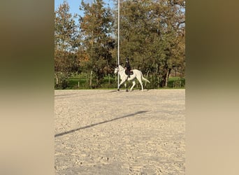 KWPN, Gelding, 14 years, 17,2 hh, Grey