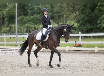 KWPN, Gelding, 15 years, 16.1 hh, Bay-Dark