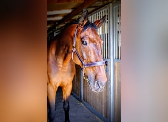 KWPN, Gelding, 15 years, 16.1 hh, Brown KWPN, Gelding, 15 years, 16.1 hh, Brown