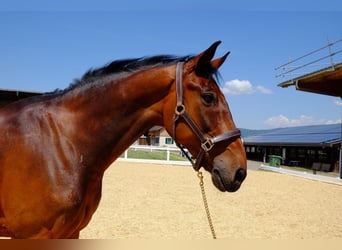 KWPN, Gelding, 15 years, 16.1 hh, Brown KWPN, Gelding, 15 years, 16.1 hh, Brown